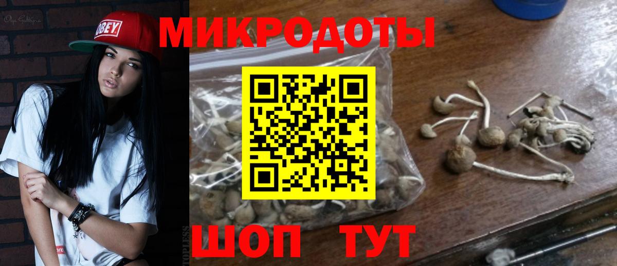 Галлюциногенные грибы Psilocybe Ефремов